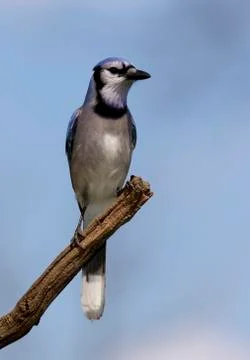 Blue Jay Foto stock