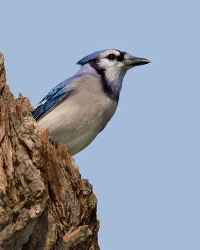 Blue Jay Stock Photos