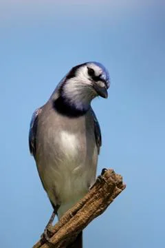 Blue Jay Stock Photos