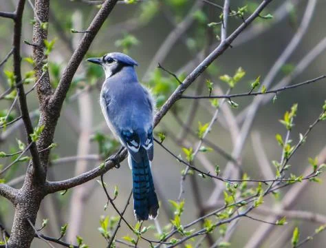 Blue Jay. Stock Photos