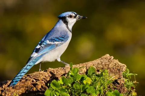 Blue Jay Stock Photos
