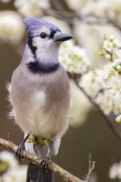 Blue Jay Stock Photos