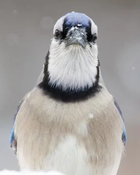 Blue Jay Stock Photos