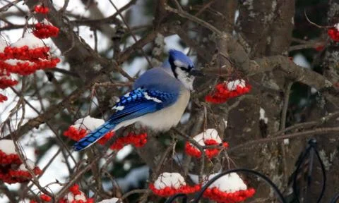 Blue jay Fotos Stock