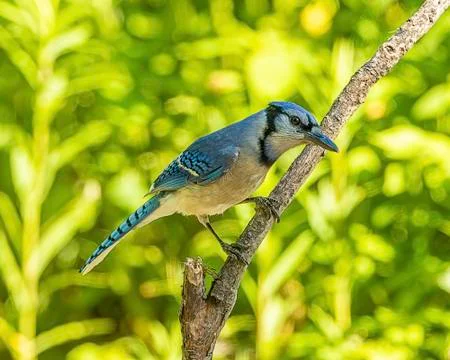 Blue Jay Stock Photos