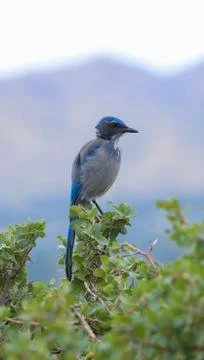 Blue jay Stock Photos