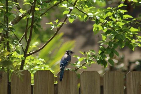 Blue Jay Stock Photos
