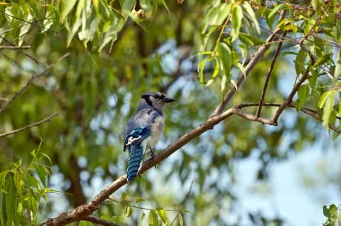 Blue jay Foto stock