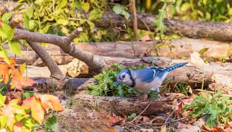 Blue Jay Stock Photos
