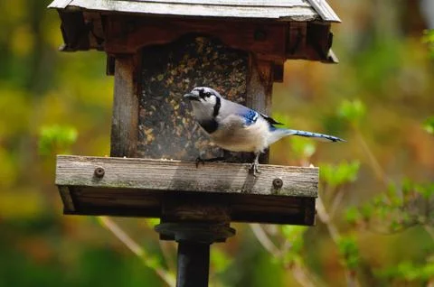 Blue jay Fotos de archivo