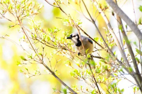 Blue-jay Fotos de archivo