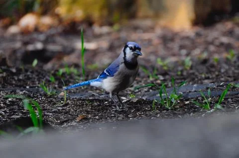 Blue-jay Fotos de archivo