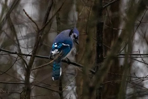 Blue Jay Stock Photos