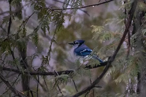 Blue Jay Stock Photos
