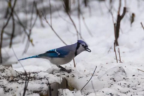 Blue Jay Stock Photos