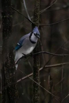 Blue Jay Stock Photos