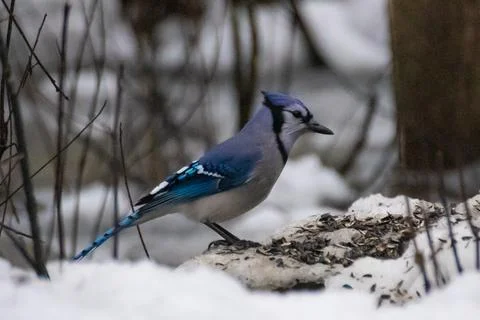 Blue Jay Stock Photos