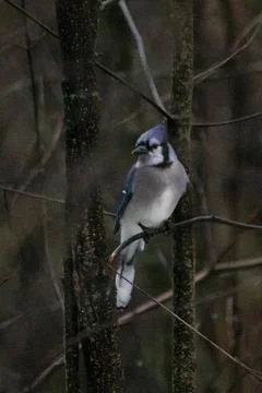 Blue Jay Stock Photos