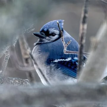 Blue Jay Stock Photos