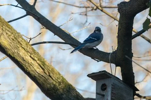 Blue Jay Stock Photos