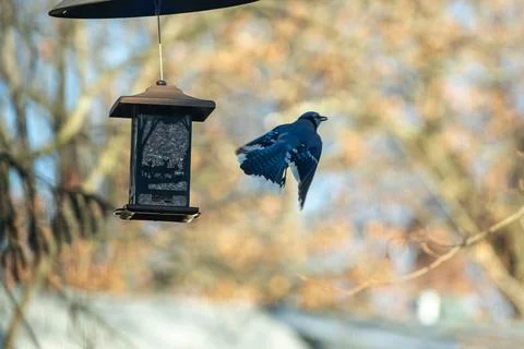Blue Jay Stock Photos