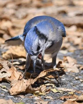 Blue Jay Stock Photos