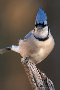 Blue Jay Stock Photos