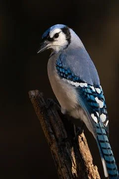 Blue Jay Stock Photos
