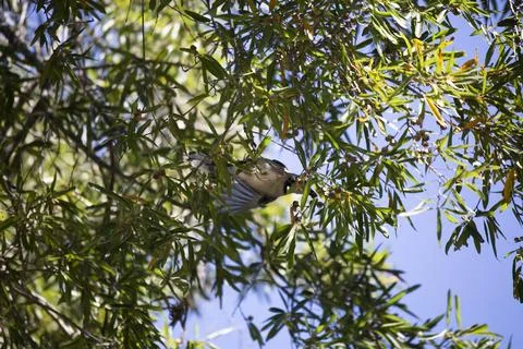 Blue Jay Stock Photos