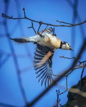 Blue Jay Stock Photos