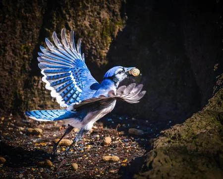 Blue jay Stock Photos