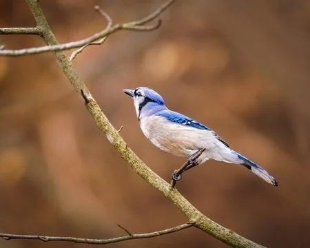 Blue jay Stock Photos