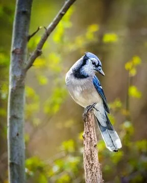 Blue jay Foto stock