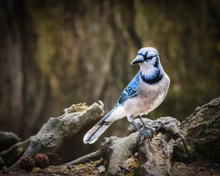 Blue jay Stock Photos