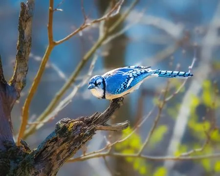 Blue jay Stock Photos