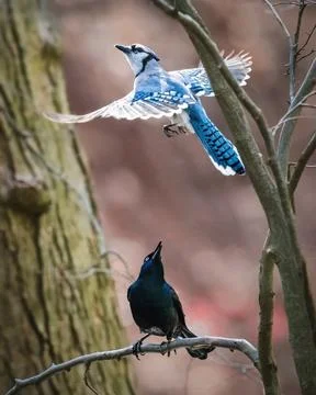 Blue jay Stock Photos