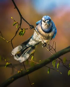 Blue jay Stock Photos
