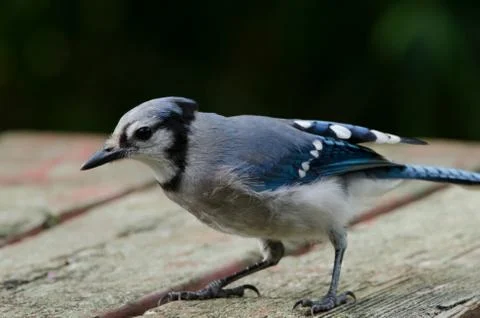 Blue Jay on a picnic table 스톡 사진