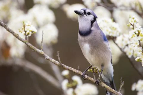 Blue Jay in Plum Tree Stock Photos