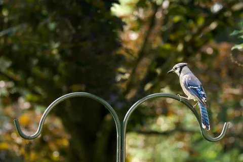 Blue Jay on a Pole Stock Photos