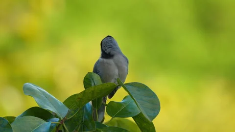 BLUE JAY PREENING Stock Footage 289907194