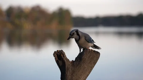 Blue jay pushes a nut out of its crop by the lake. Video stock 91882683