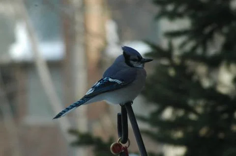 Blue Jay on Railing Stock Photos