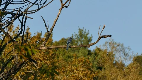 Blue jay scared off by bird of prey approaching in blurry background Stock Footage 91899211