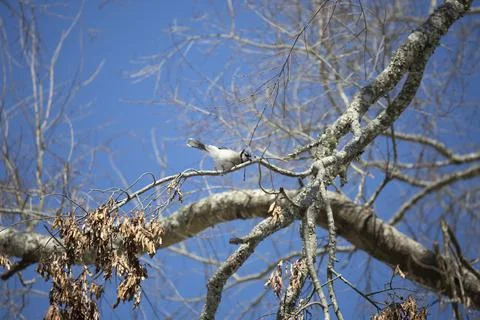 Blue Jay Sharpening Its Beak Stock Photos