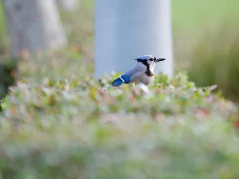 Blue Jay on Shrub Foto stock