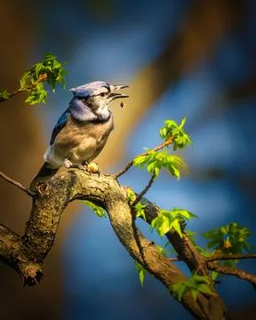 A blue jay sits perched on a tree branch Foto stock