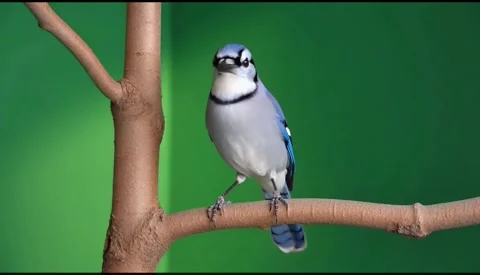Blue jay sitting on a branch against a green background Stock Footage 320613390