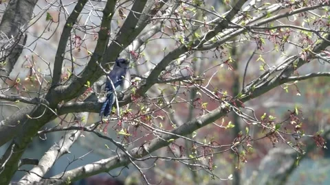 Blue Jay is sitting on a tree and enjoying comfortable environment. 動画素材 232909979