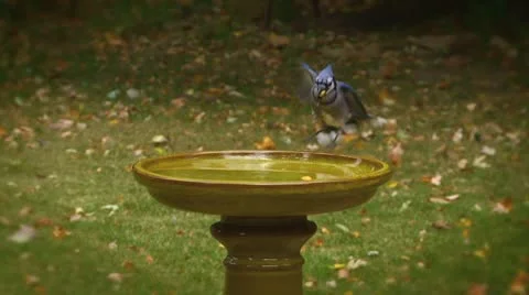 Blue jay slow motion on Green Birdbath Stock Footage 8930937